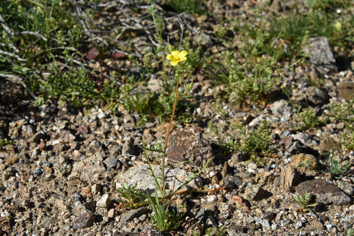 Veatch's Blazingstar has a light or whitish pubescence on the stem and leaves resulting in the common names Whitestem Blazingstar and Whitestem Stickleaf. Plants are upright to about 16 inches or so. Mentzelia veatchiana 